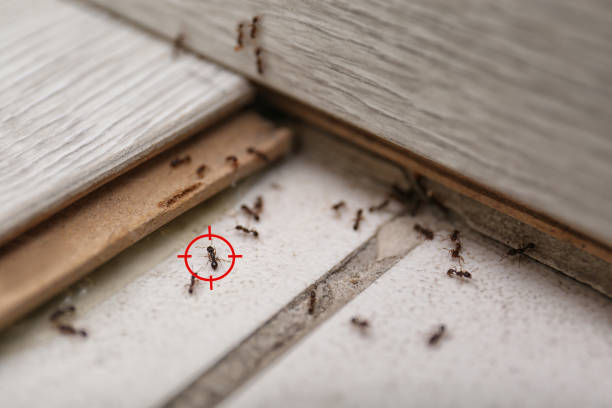 Best Pest Inspection Near Me  in Jefferson, TX