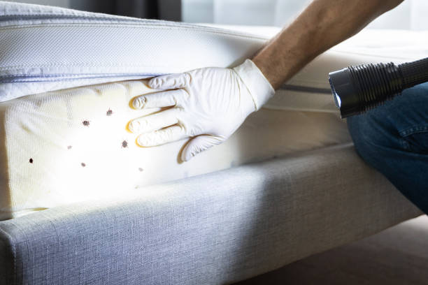 Best Pest Inspection Near Me  in Jefferson, TX