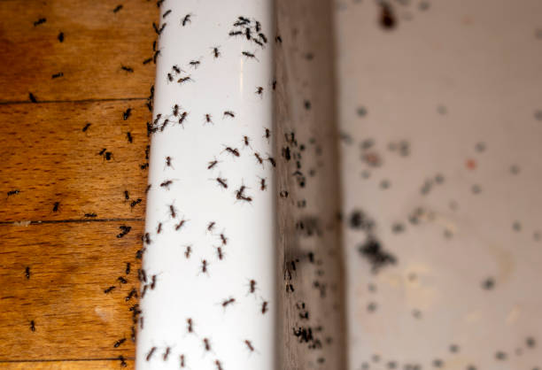 Best Cockroach Control Services  in Jefferson, TX